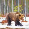 Swedish Brown Bear In Snow Diamond Paintings