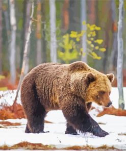 Swedish Brown Bear In Snow Diamond Paintings