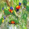 The Lorikeets Birds Diamond Paintings