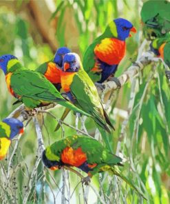 The Lorikeets Birds Diamond Paintings