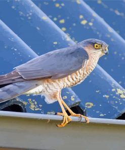 The Sparrowhawk Diamond Paintings