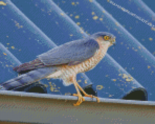 The Sparrowhawk Diamond Paintings