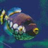 Triggerfish Diamond Paintings