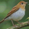 Veery Bird Diamond Paintings