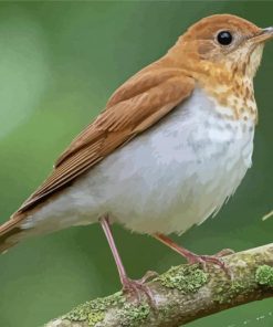 Veery Bird Diamond Paintings