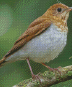 Veery Bird Diamond Paintings