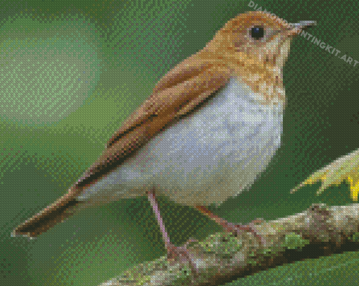 Veery Bird Diamond Paintings