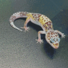 Western Desert Gecko Animal Diamond Paintings