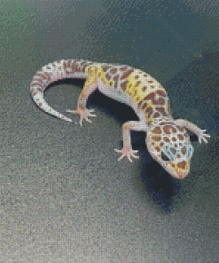 Western Desert Gecko Animal Diamond Paintings