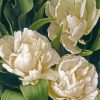 White Peony Tulips Diamond Paintings