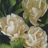 White Peony Tulips Diamond Paintings