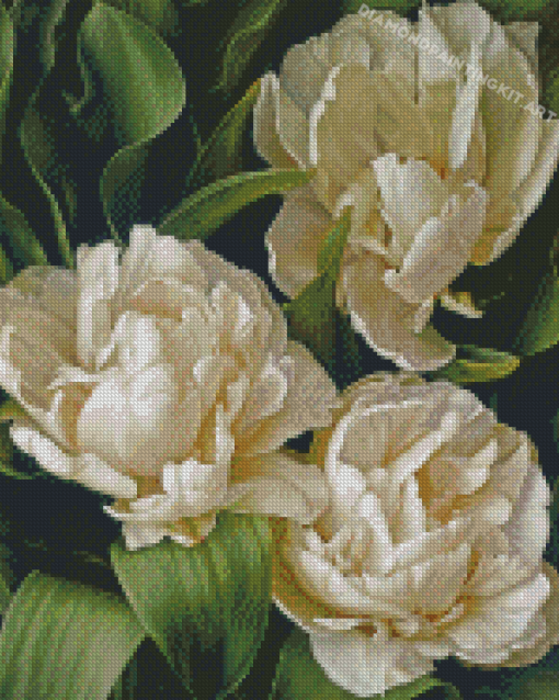 White Peony Tulips Diamond Paintings