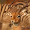 Wild Impala Animal Diamond Paintings