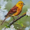 Yellowhammer On Blossom Branch Diamond Paintings