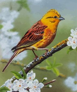 Yellowhammer On Blossom Branch Diamond Paintings