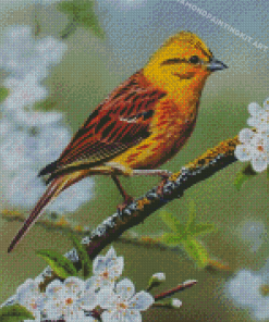 Yellowhammer On Blossom Branch Diamond Paintings