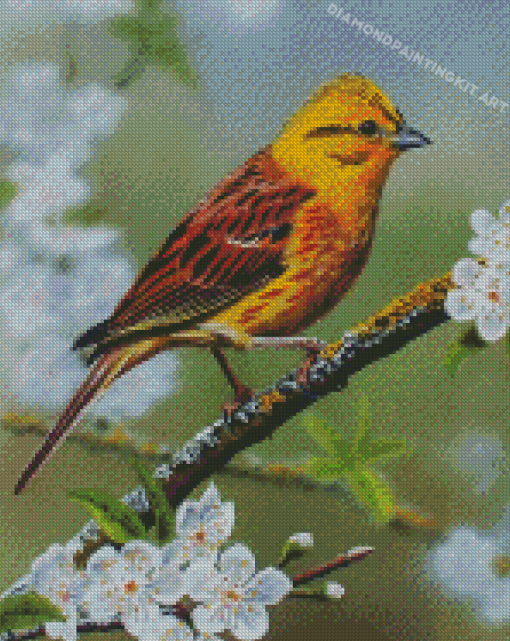 Yellowhammer On Blossom Branch Diamond Paintings