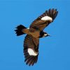 Acorn Woodpecker Flying Diamond Paintings