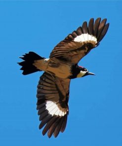 Acorn Woodpecker Flying Diamond Paintings