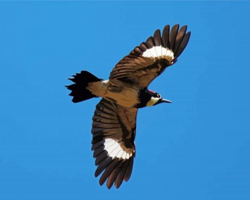 Acorn Woodpecker Flying Diamond Paintings