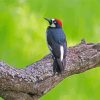 Acorn Woodpecker On Tree Diamond Paintings