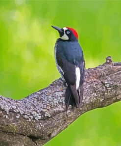 Acorn Woodpecker On Tree Diamond Paintings