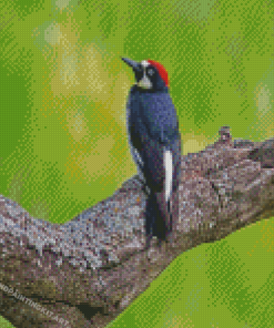 Acorn Woodpecker On Tree Diamond Paintings