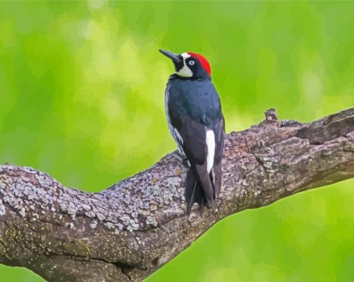 Acorn Woodpecker On Tree Diamond Paintings