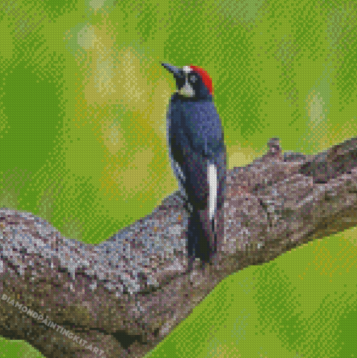 Acorn Woodpecker On Tree Diamond Paintings