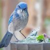 Aesthetic Scrub Jay Diamond Paintings