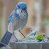 Aesthetic Scrub Jay Diamond Paintings