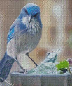 Aesthetic Scrub Jay Diamond Paintings