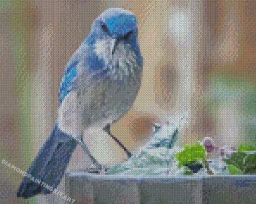 Aesthetic Scrub Jay Diamond Paintings