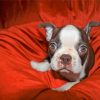 Cute Female Boston Terrier Diamond Paintings