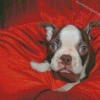 Cute Female Boston Terrier Diamond Paintings