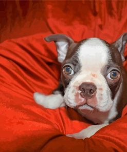 Cute Female Boston Terrier Diamond Paintings