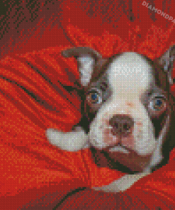 Cute Female Boston Terrier Diamond Paintings