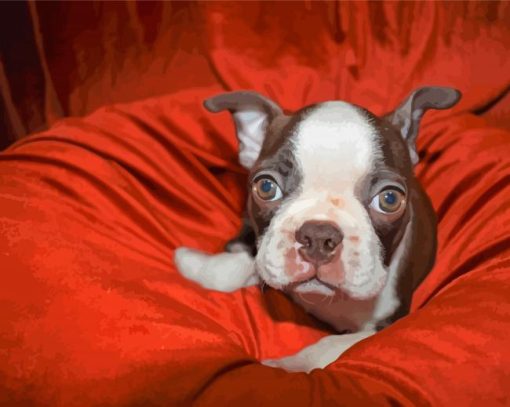 Cute Female Boston Terrier Diamond Paintings