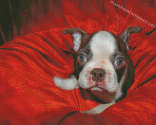 Cute Female Boston Terrier Diamond Paintings