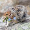 Cute American Pika Diamond Paintings