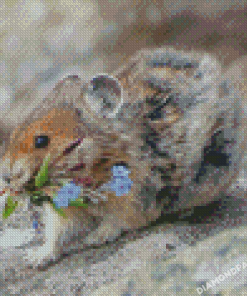 Cute American Pika Diamond Paintings