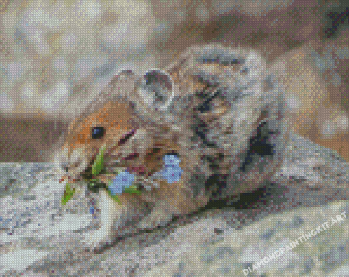 Cute American Pika Diamond Paintings