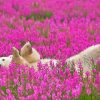 Cute Bear In Lavender Field Diamond Paintings