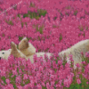 Cute Bear In Lavender Field Diamond Paintings