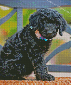 Cute Little Black Goldendoodle Diamond Paintings