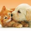 Cute Tabby Kitten And Golden Spaniel Puppy Diamond Paintings