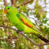 Green Australian King Parrot Diamond Paintings