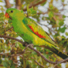 Green Australian King Parrot Diamond Paintings