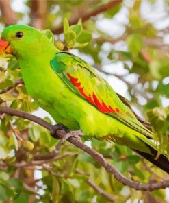 Green Australian King Parrot Diamond Paintings