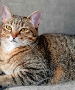 Grey Tabby Cat Diamond Paintings